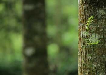 Mossy tree trunk in green forest Close-up of mossy tree trunk in forest