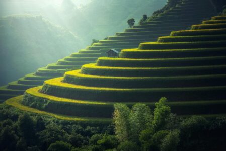 Golden rice terraces in the hills Green and golden rice terraces on hillside at sunset