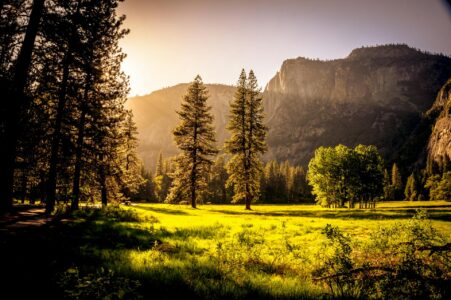 Sunlit meadow with trees and mountains Sunlit meadow with forest and mountains